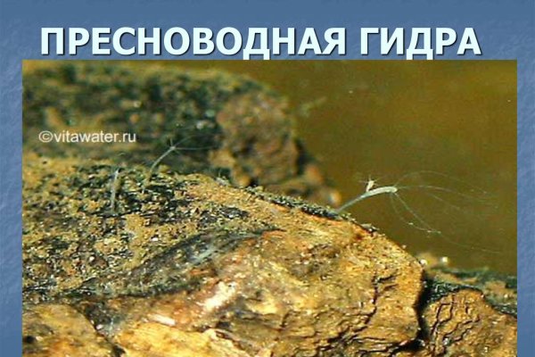 Кракен маркет онион