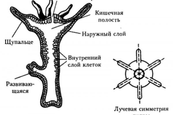 Kraken17 at сайт